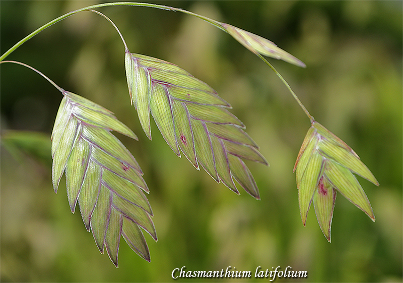 Northern Sea Oats "Green Dangles", Дикий овёс